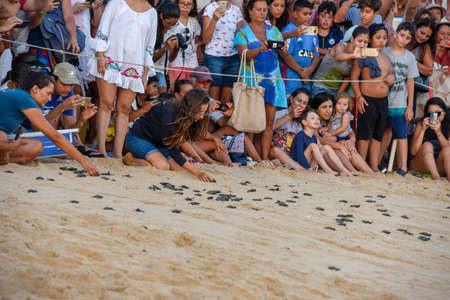 Praia do Forte, Brazil - 31 January 2019: people observing baby turtles on Tamar project at Praia do Forte in Brazilのeditorial素材