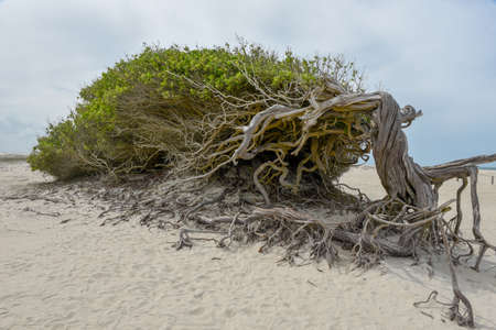 The lying tree on the beach of Jericoacoara on Brazilの写真素材