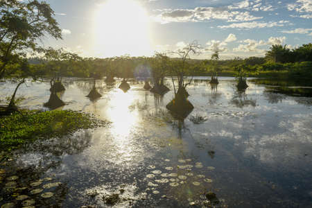 Lake at Praia do Forte on Brazilの写真素材