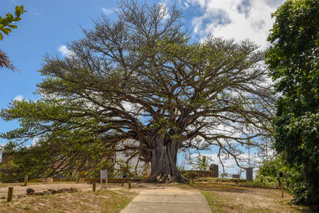 Gigant tree of castle Garcia D'Avila near Praia do Forte on Brazilの写真素材