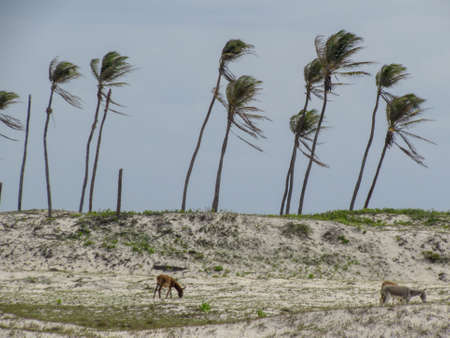 Donkeys on the desert near Jericoacoara on Brazilのeditorial素材