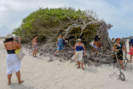 Jericoacoara, Brazil - 9 January 2019: people visiting the lying tree on the beach of Jericoacoara on Brazilのeditorial素材