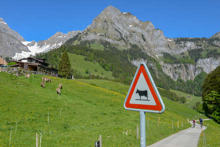 Landscape with cow roadsign at Engelberg on the Swiss alpsの写真素材