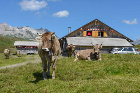 Grazing cows at Melchsee-Frutt on the Swiss alpsのeditorial素材