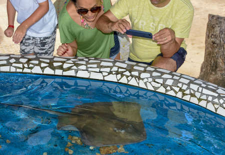 Praia do Forte, Brazil - 31 January 2019: people looking at breed fish on Project Tamar tank at Praia do Forte in Brazilのeditorial素材