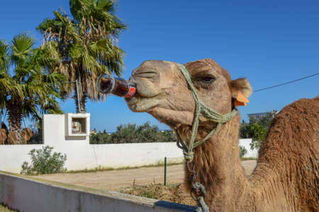 Sousse, Tunisia -  8 November 2019: camel drinking a coke at Sousse in Tunisiaのeditorial素材