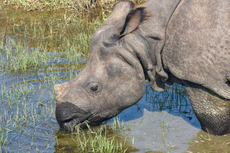 Rhino is eating the grass in the wild of Chitwan national park in Nepalの写真素材