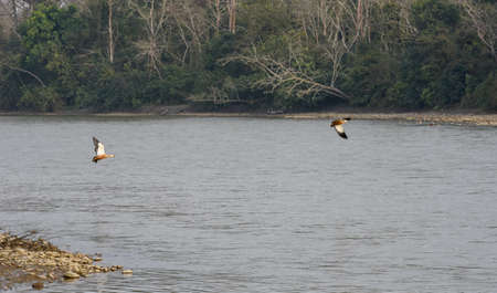 Ruddy Shelduck at Chitwan national park in Nepalの写真素材