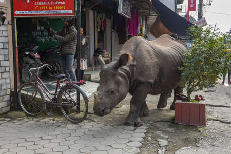 Sauraha, Nepal - 19 January 2020: a rhino taking a walk in the streets of Sauraha in Nepalのeditorial素材