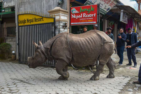 Sauraha, Nepal - 19 January 2020: a rhino taking a walk in the streets of Sauraha in Nepalのeditorial素材