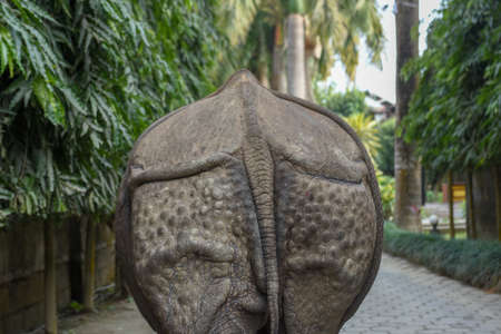 Sauraha, Nepal - 19 January 2020: a rhino taking a walk in the streets of Sauraha in Nepalのeditorial素材
