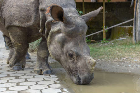 Sauraha, Nepal - 19 January 2020: a rhino taking a walk in the streets of Sauraha in Nepalのeditorial素材
