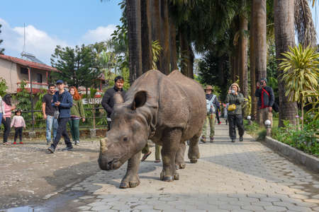 Sauraha, Nepal - 19 January 2020: a rhino taking a walk in the streets of Sauraha in Nepalのeditorial素材