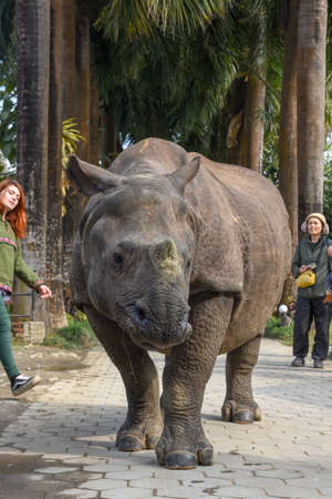 Sauraha, Nepal - 19 January 2020: a rhino taking a walk in the streets of Sauraha in Nepalのeditorial素材