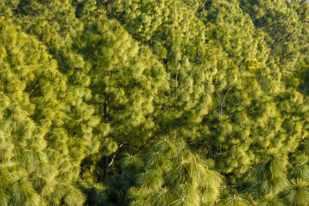 Giant trees seen from above at Tansen on Nepal
