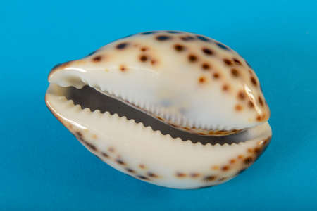 Still life of a shell on blue backgroundの写真素材