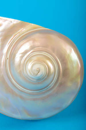 Still life of a shell on blue background