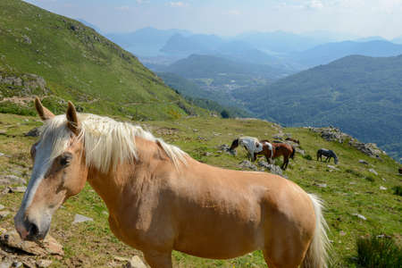 Grazing horses at a farm on Capriasca valley over Lugano in the Swiss alpsの写真素材