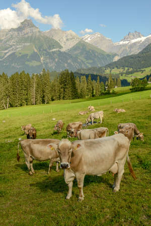 Herd of cows grazing at Gerschnialp above Engelberg in the Swiss alpsの写真素材