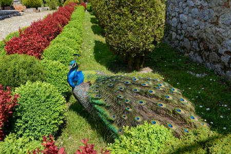 Peacock at the monastery of Saint Naum on Macedoniaの写真素材