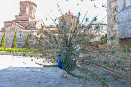 Peacock at the monastery of Saint Naum on Macedoniaの写真素材