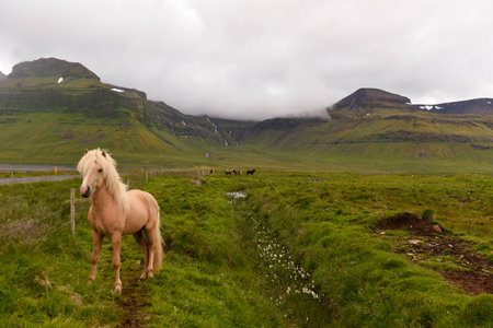 View at a horse on Snaefellsnes penisola in Icelandの写真素材