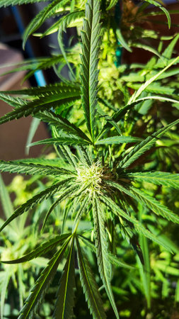 Close up view of a Marijuana plantの写真素材