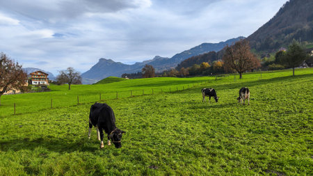 Rural landscape with cows at Buochs on the Swiss alpsの写真素材