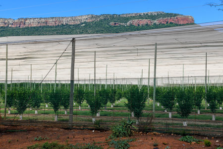 Agricultural field on the state of Mpumalanga on South Africaの写真素材