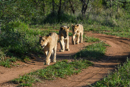 Lionesses on Kruger national park in South Africaの写真素材