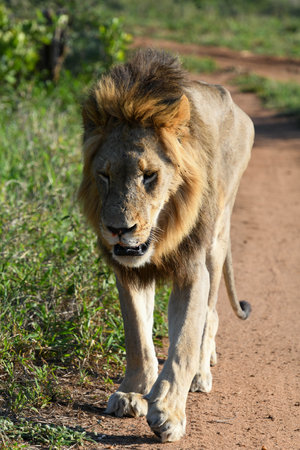 Lion of the Kruger national park in South Africaの写真素材