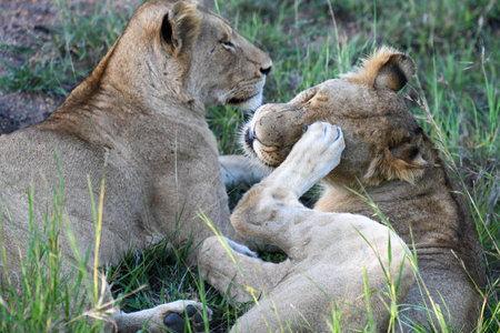 Lionesses on Kruger national park in South Africaの写真素材