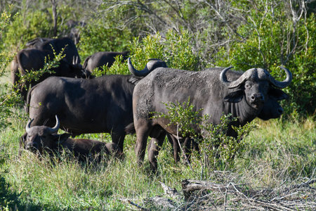 Buffaloes at the Kruger national park in South Africaの写真素材