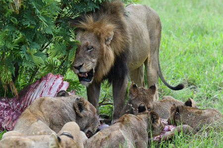 Lions with the remains of a buffalo on Kruger national park in South Africaの写真素材