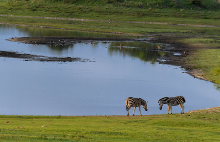 Landscape with lake at the Kruger national park in South Africaの写真素材