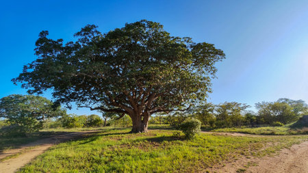 Landscape at the Kruger national park in South Africaの写真素材