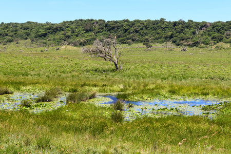 Landscape of Isimangaliso wetland park in South Africaの写真素材