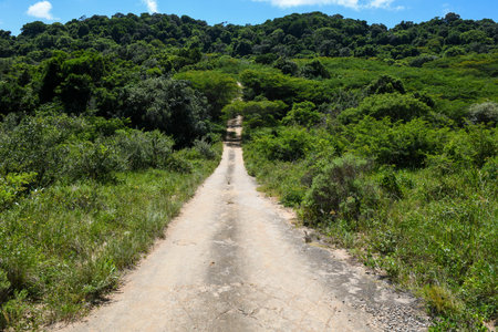 Dirt road on Isimangaliso wetland park in South Africaの写真素材