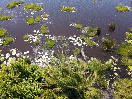 Drone view at the landscape of Isimangaliso wetland park in South Africaの写真素材