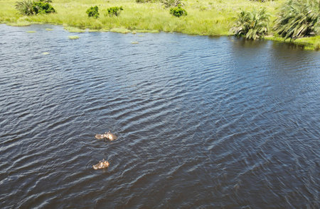 Drone view at Hippopotamus on Isimangaliso wetland park in South Africaの写真素材