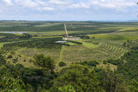 Drone view at a agricultural field on Oribi gorge near Port Shepstone in South Africaの写真素材