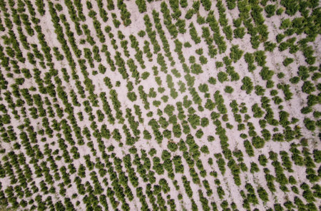 Drone view at a agricultural field on Oribi gorge near Port Shepstone in South Africaの写真素材