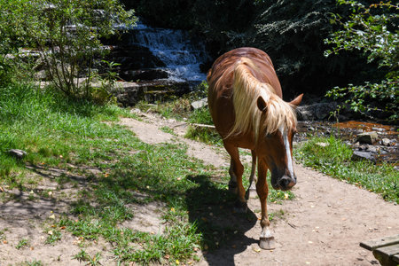 Horse in front of the waterfall on the countryside of Hogsback in South Africaの写真素材