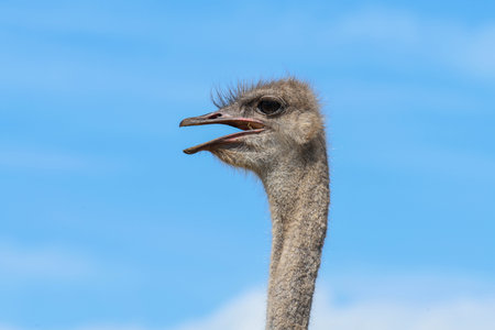 Ostrich at the Addo Elephant National Park on South Africa