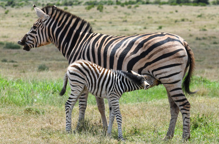 Zebras at the Addo Elephant National Park on South Africaの写真素材