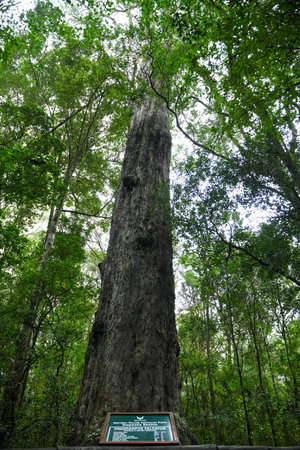 View at the Big Tree of Tsitsikamma National Park on South Africa