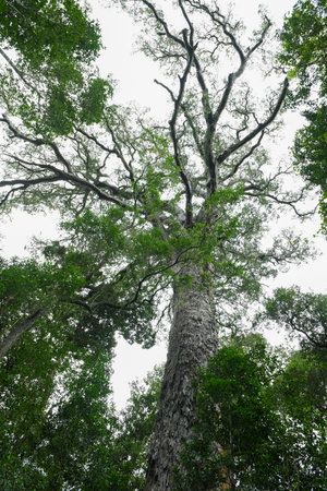 View at the Big Tree of Tsitsikamma National Park on South Africaの写真素材