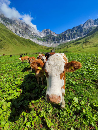 Cows grazing at Blackenalp over Engelberg on the Swiss alpsの写真素材