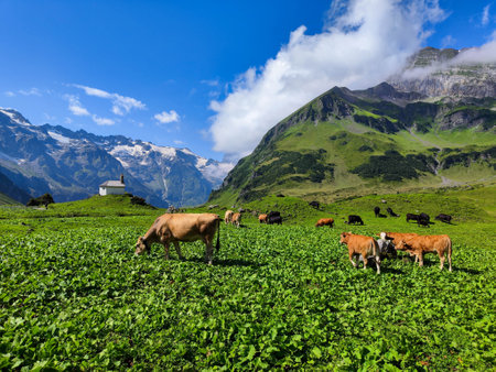 Cows grazing at Blackenalp over Engelberg on the Swiss alpsの写真素材