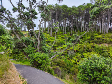 View at the path to Cathedral Cove beach on New Zealandの写真素材